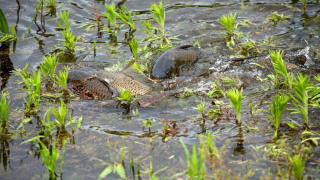US Army invests billions to address highly invasive species wreaking ...