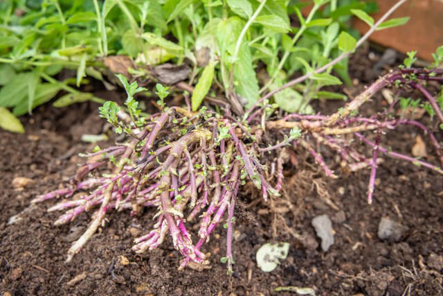 Homeowner issues warning after making nightmare gardening mistake: 'A ...