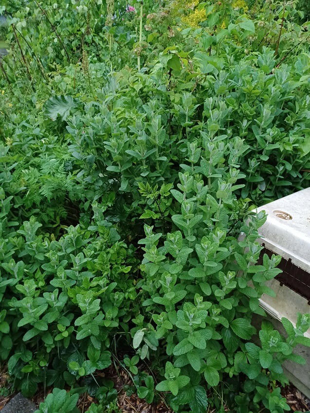 Homeowner issues warning after making nightmare gardening mistake: 'A ...