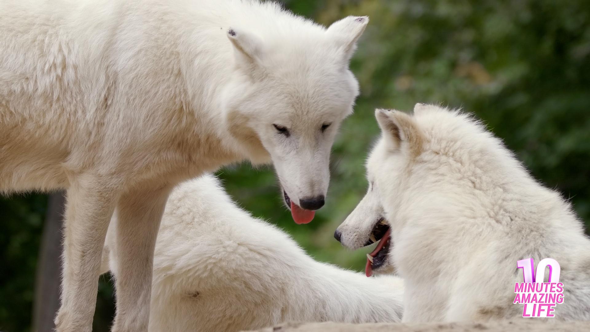 Arctic Wolves Interacting in Nature