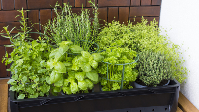 20 Easy-Care Herbs That Grow Beautifully Together Indoors Throughout Winter