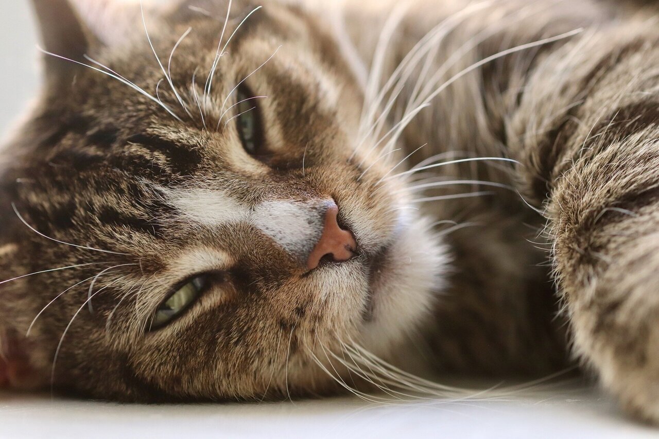 The growing crisis of chronic disease in animals