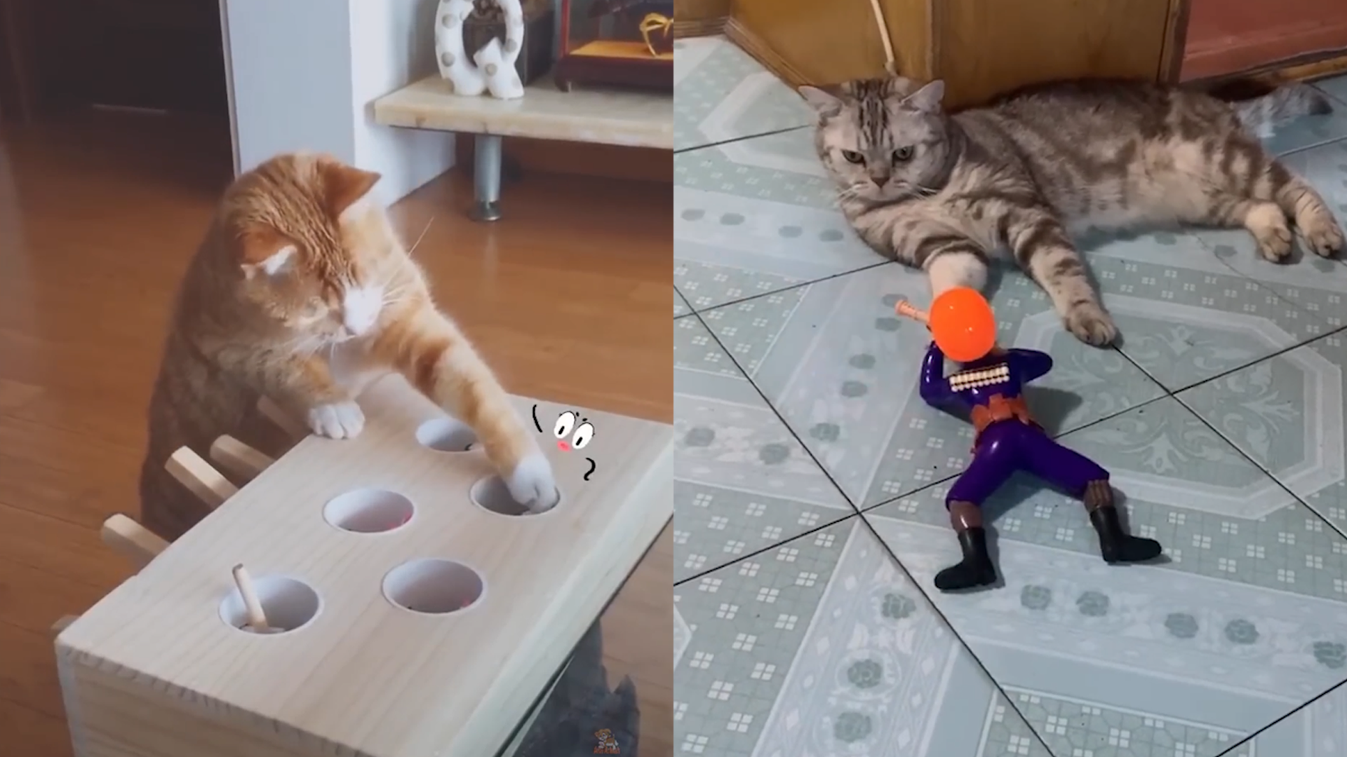 Smart Cats Playing with Curiosity and Focus