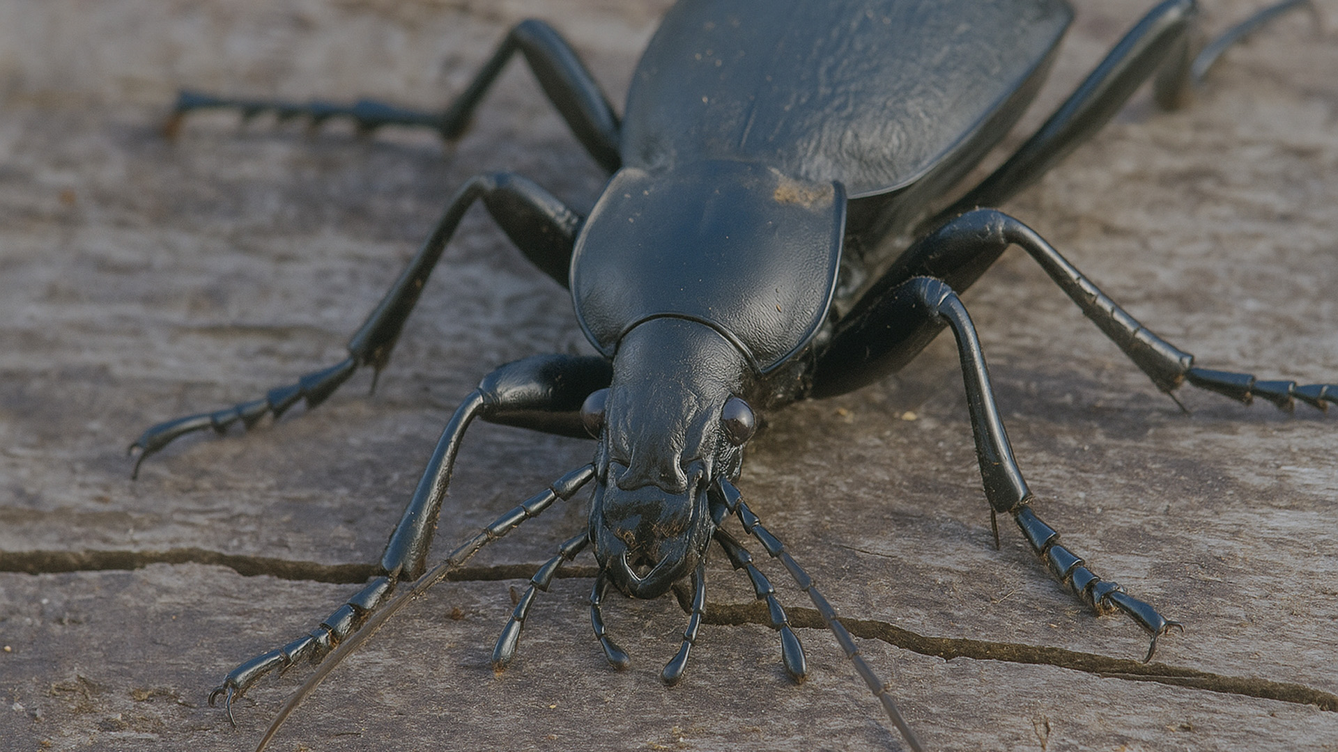 Scène macro d'un insecte en mouvement dans la nature sauvage
