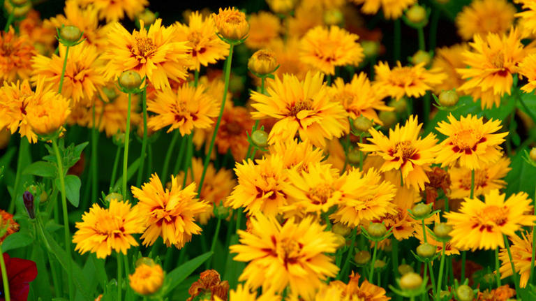 11 Native Flowering Plants That Thrive In Dry Climates