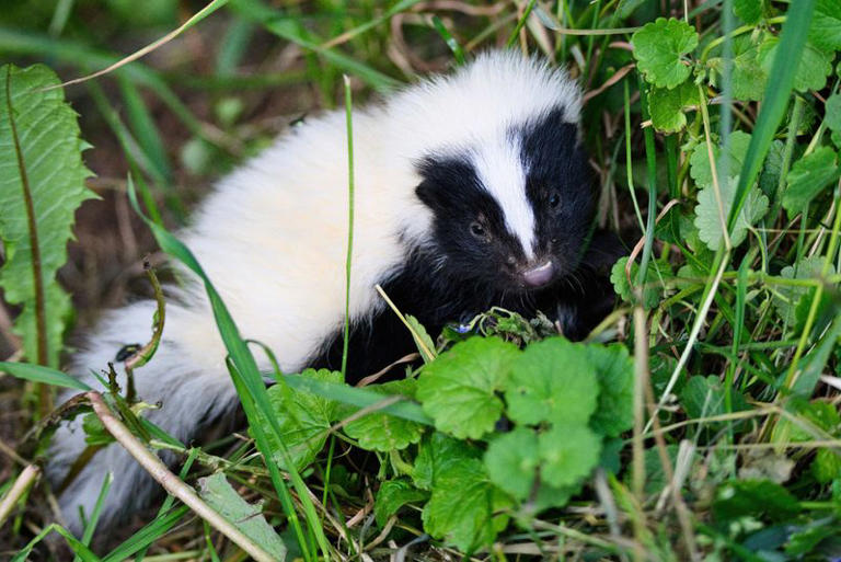 Things You Should Do If You Find A Skunk In Your Yard