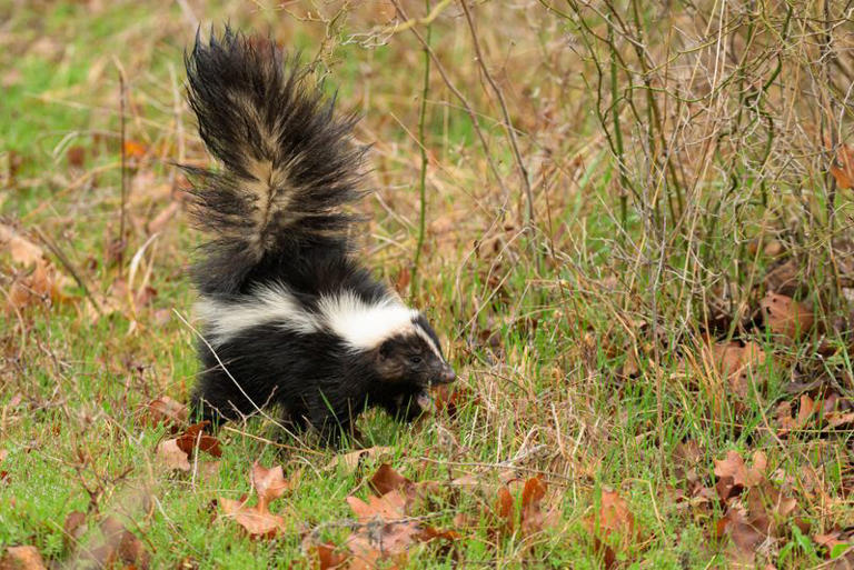 Things You Should Do If You Find A Skunk In Your Yard