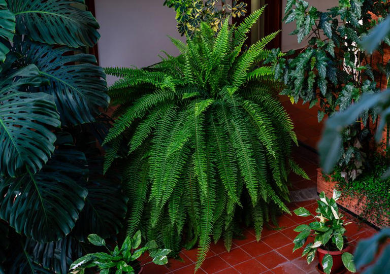 Las plantas ‘vampiro’: 5 plantas de interior que sobreviven casi sin ...