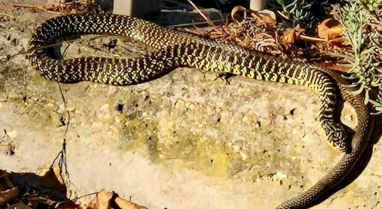 Allerta serpenti a Roma, rettili avvistati al Parco dei Fumetti ...
