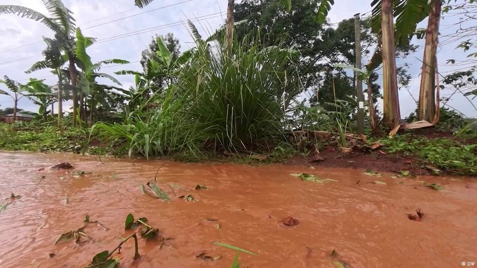 Could a miracle grass solve Lake Victoria's problems?