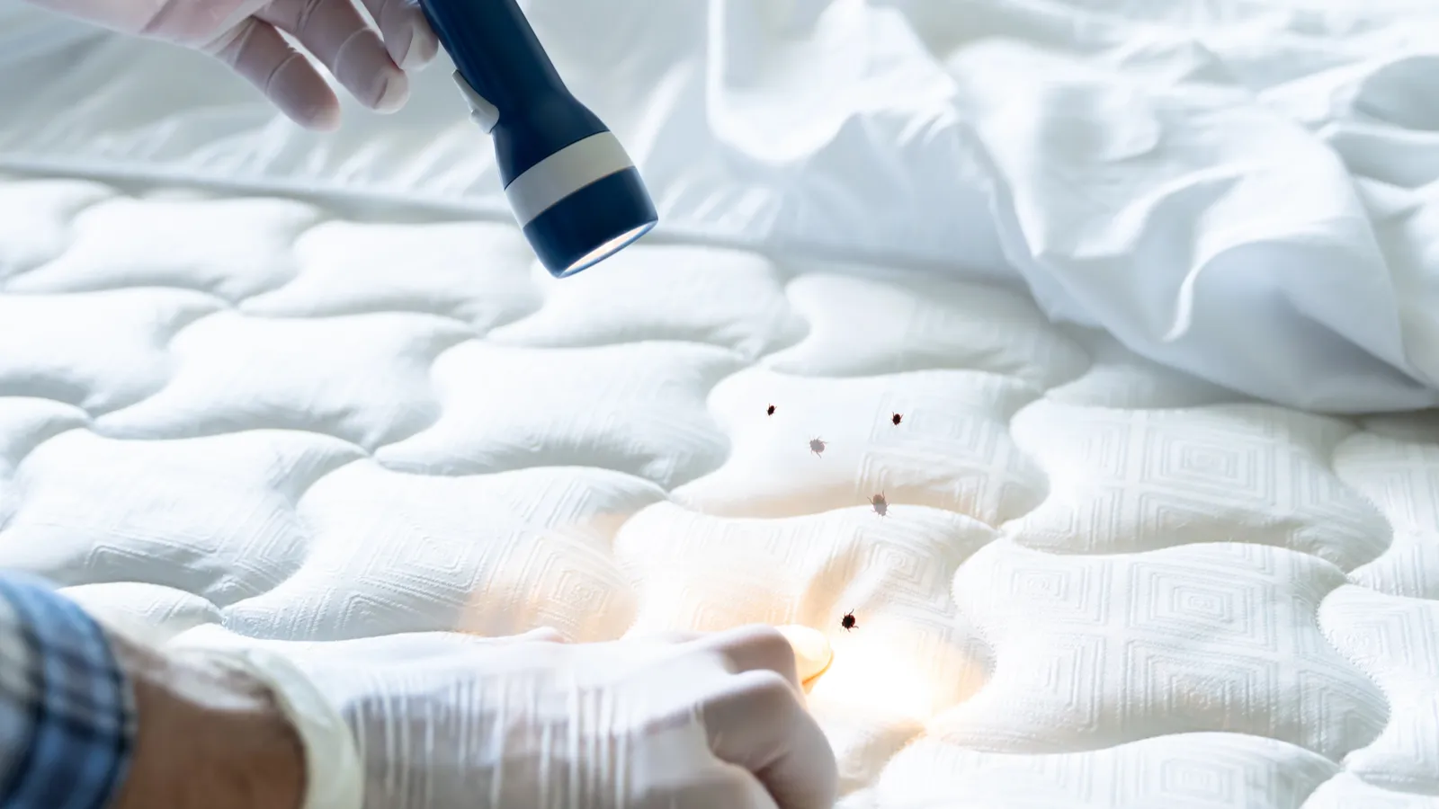 Bed bug infestation? Here’s exactly how to get rid of them permanently