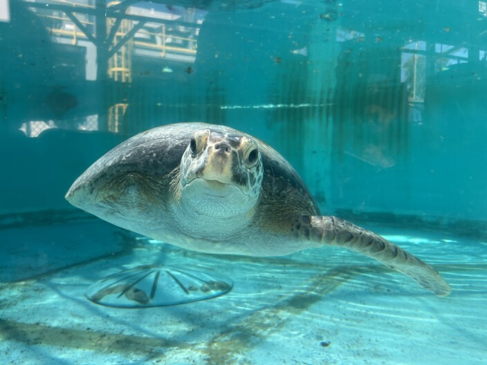 Meet Porkchop, the Aquarium of the Pacific's rescued green sea turtle