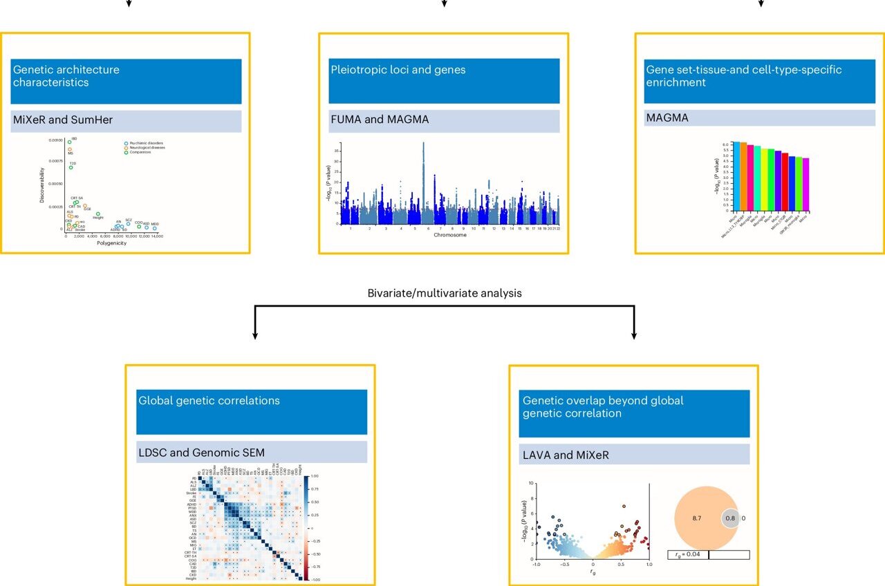 Research reveals shared genetic roots for psychiatric and neurological ...
