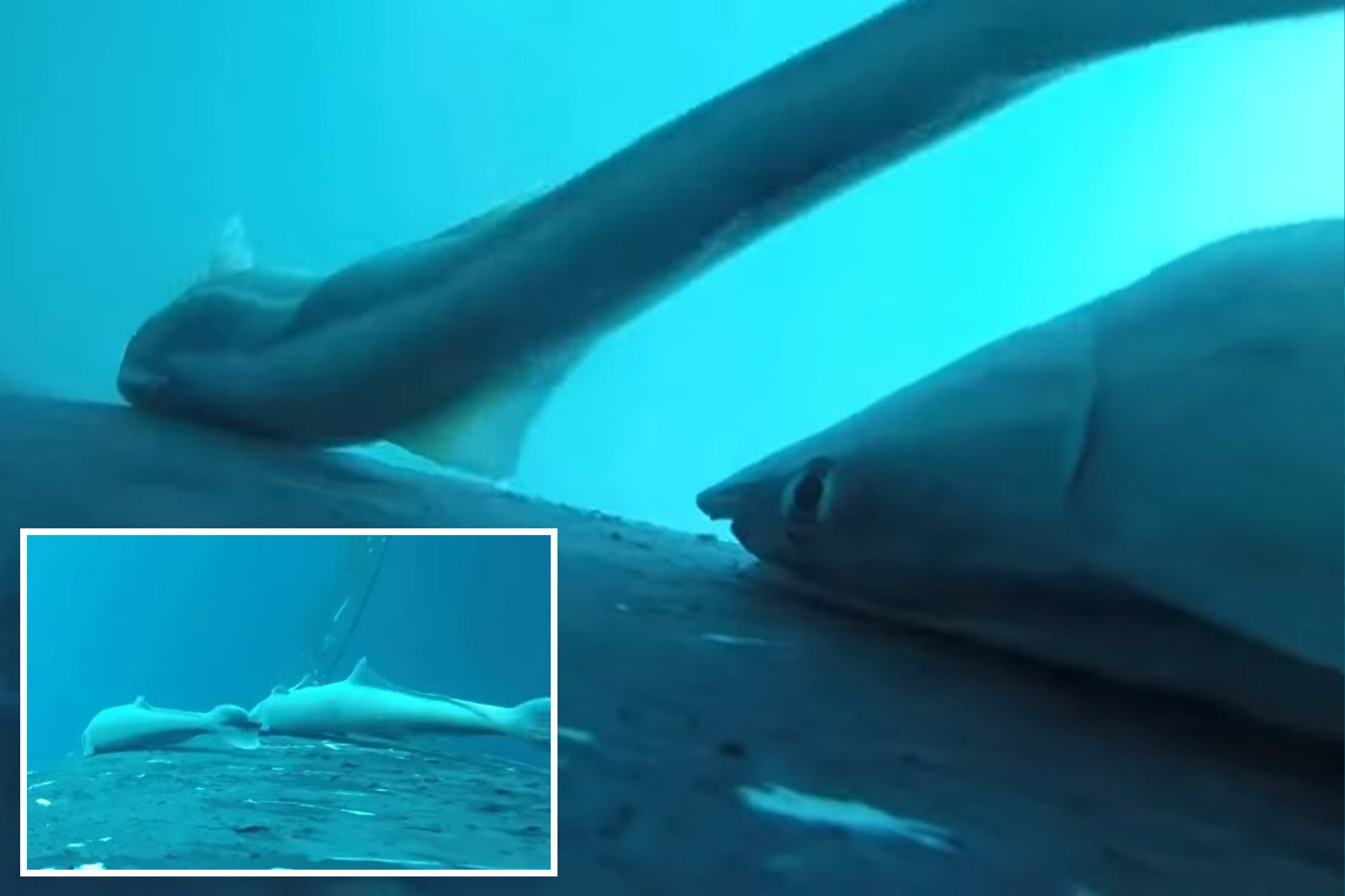 Rare footage captures sucker fish catching a free ride on a humpback whale
