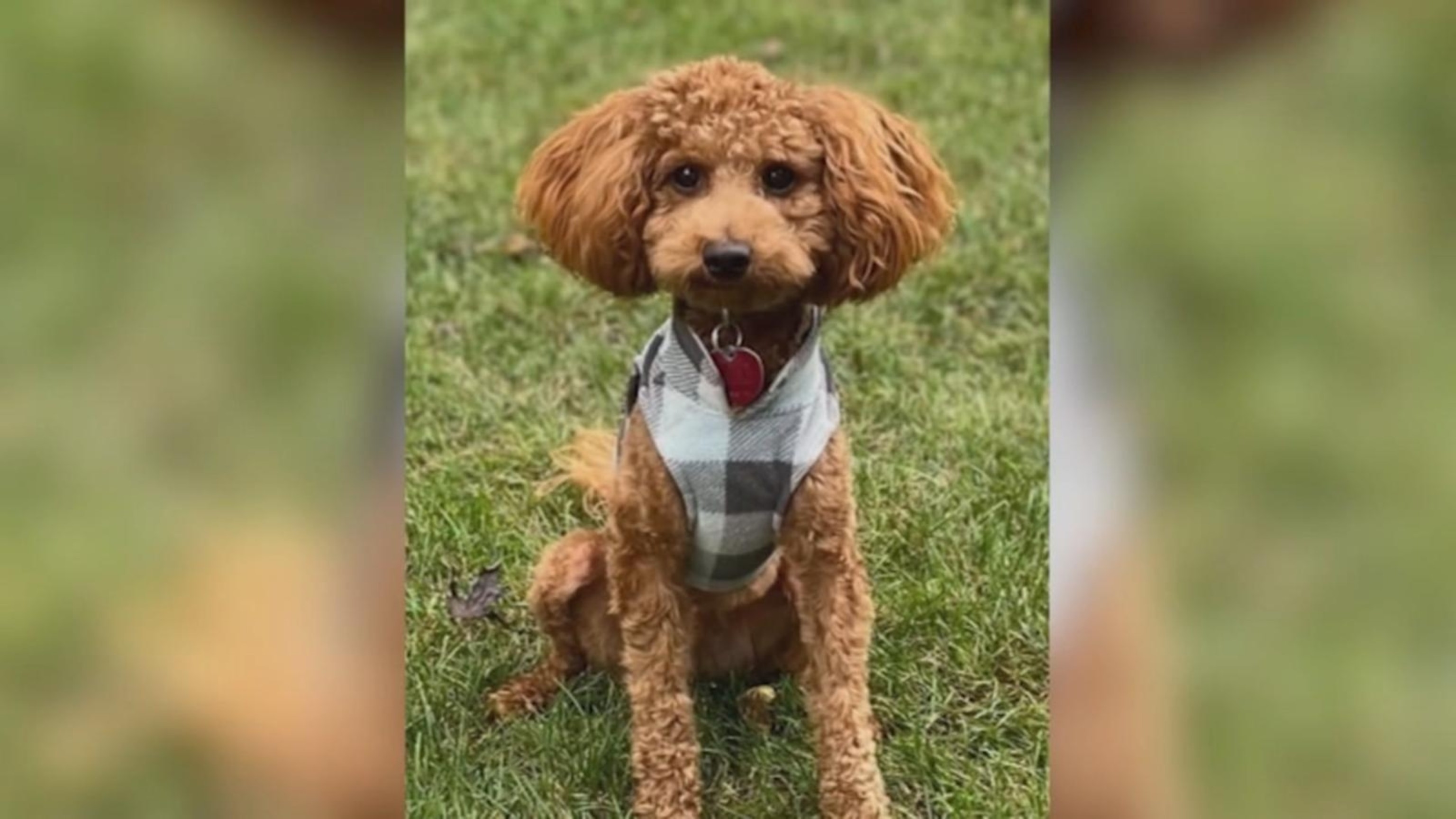 Mini goldendoodle saves family from house fire