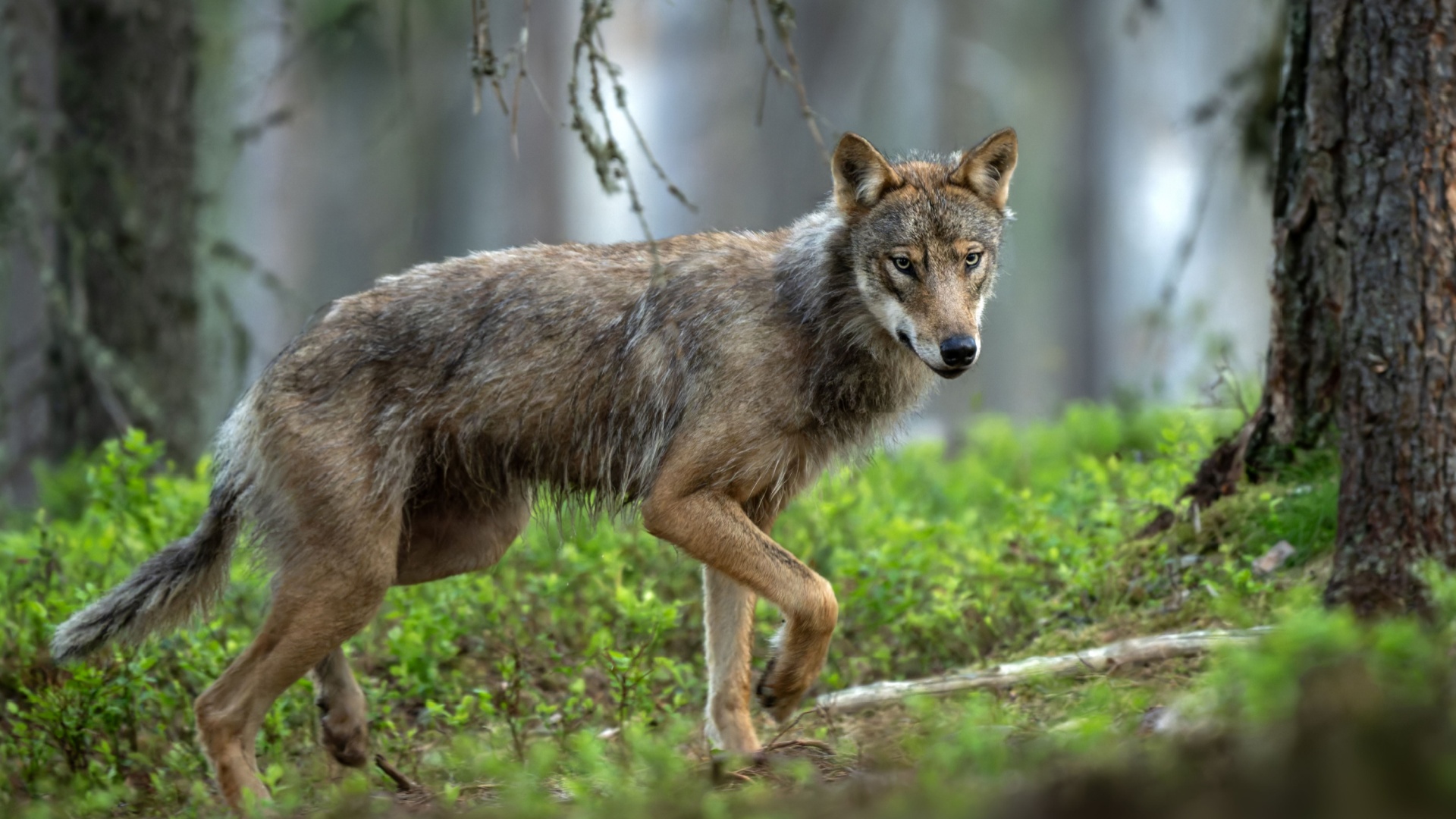 What To Do If You Spot A Wolf While Exploring Alberta’s Wilderness