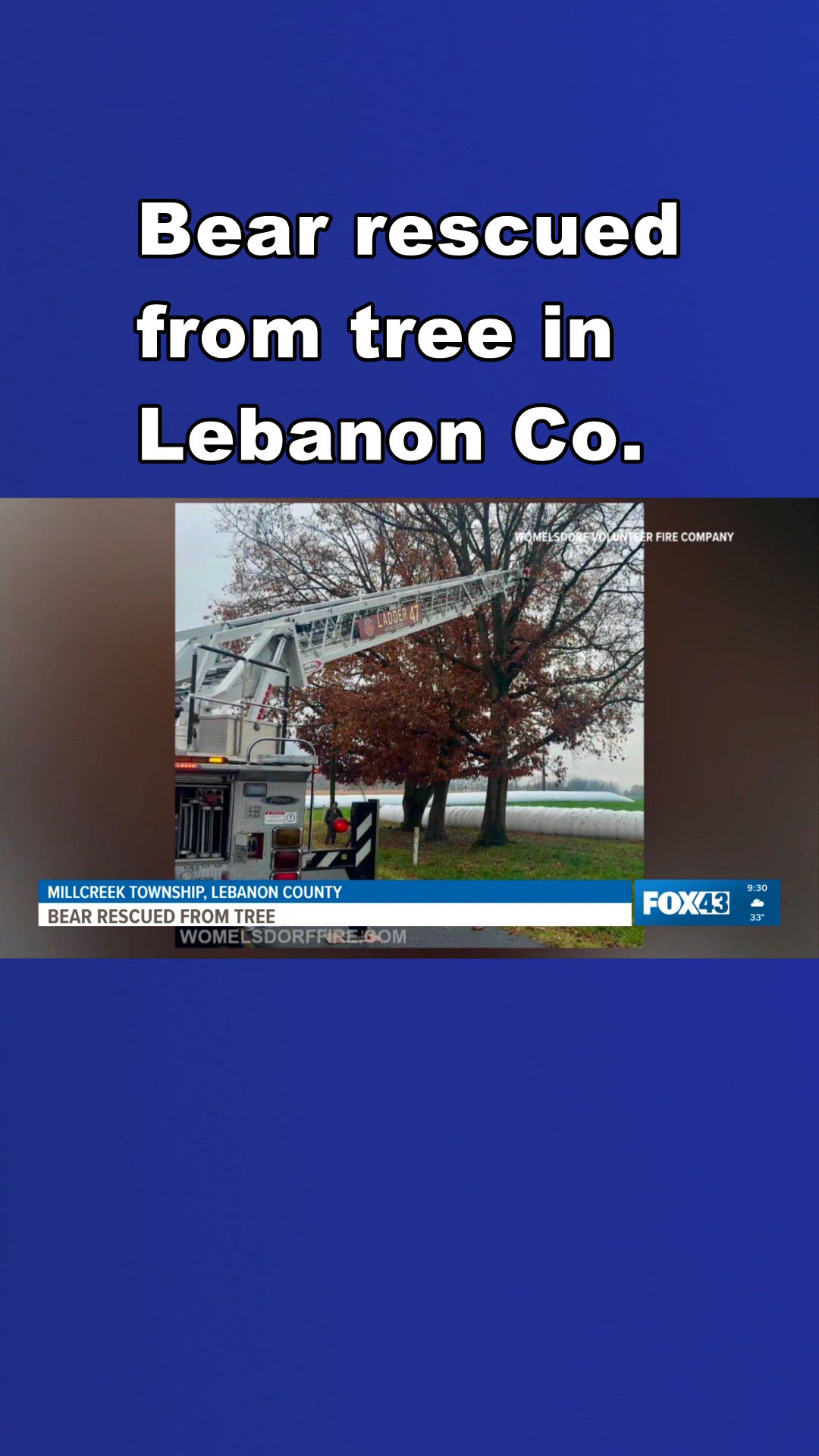 Bear rescued after getting stuck in tree in Lebanon County