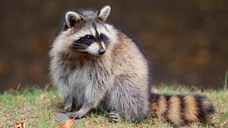 Raccoon tests positive for rabies in Granby