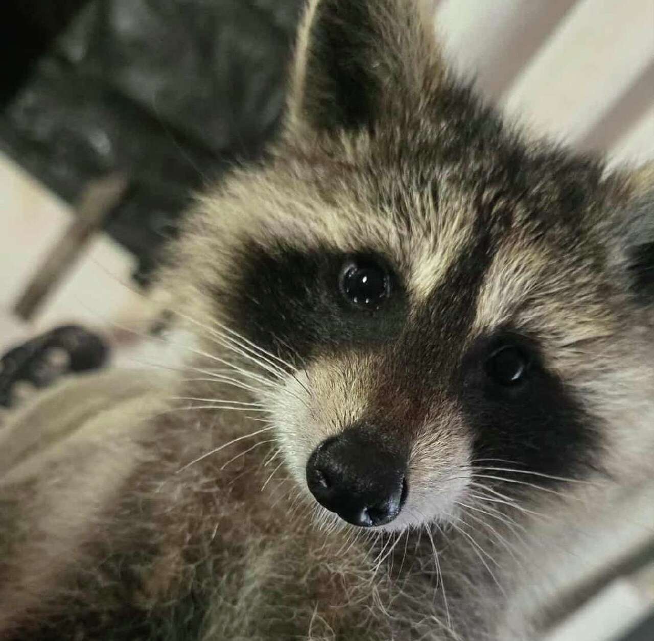 Raccoon seized from Derby is with licensed wildlife rehabilitator, DEEP ...