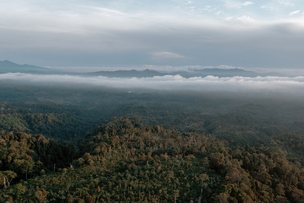 China Tidak Bantu Dana Konservasi Hutan TFFF Brasil