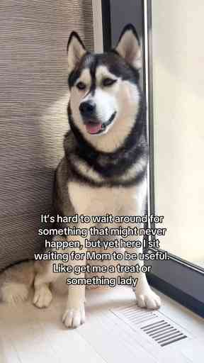 Understanding Your Husky’s Demands and Behavioral Patterns