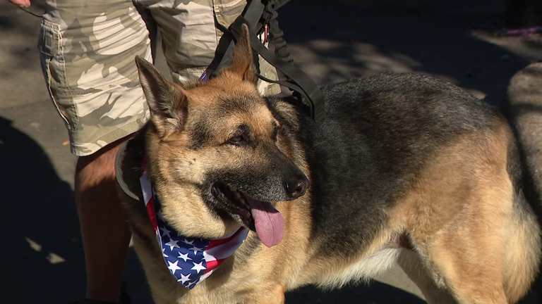 Rescue group pairing rescued German Shepherds with veterans in need of ...