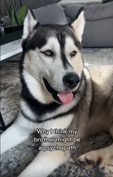 Recognizing Husky Traits Beyond the Breed