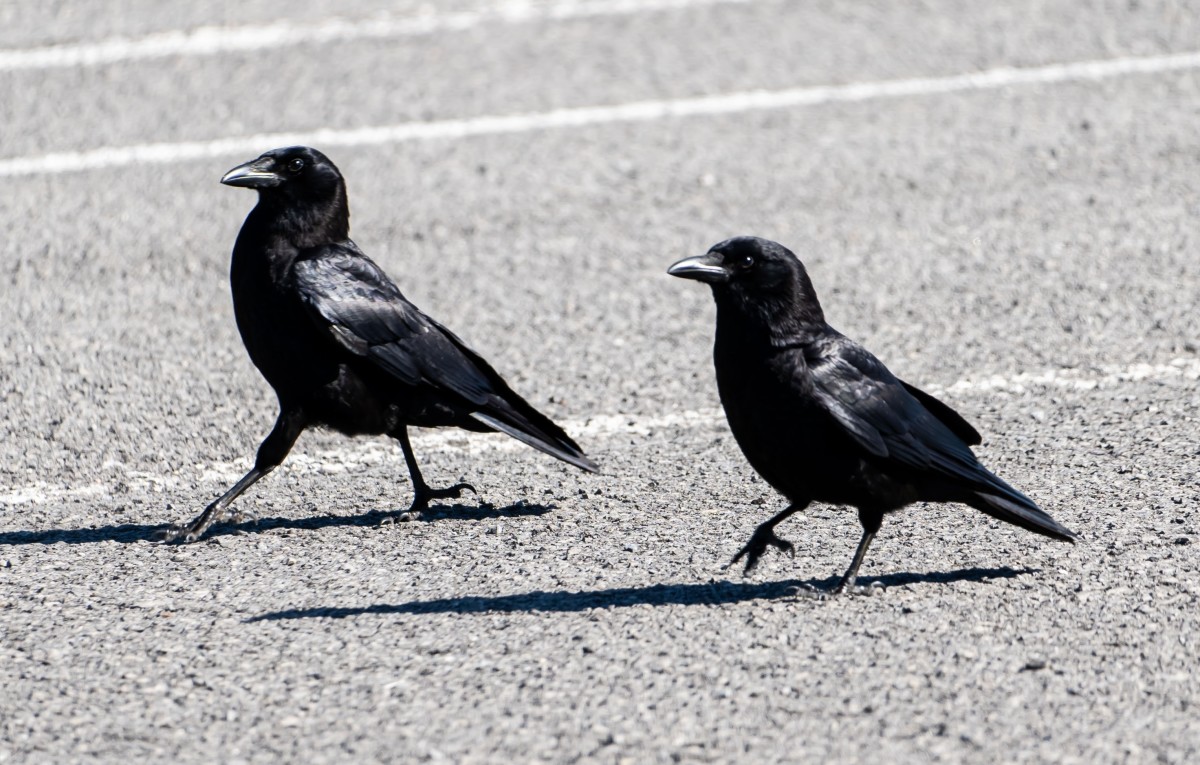 Woman Shares 4 Important Things She Wish She Knew Before Befriending Crows