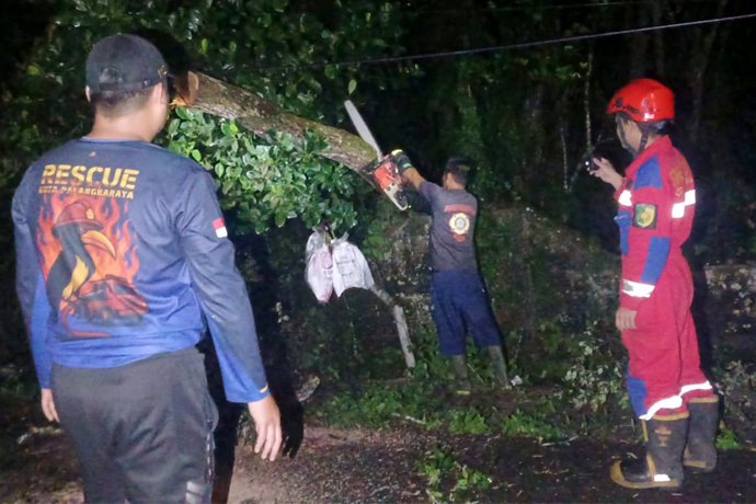 Cuaca Ekstrem Ancam Palangka Raya, Damkar Evakuasi Pohon Tumbang