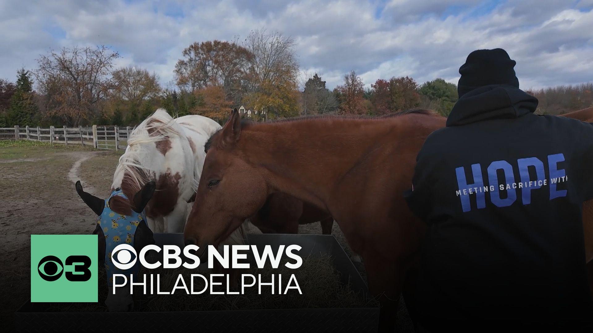 Rescued horses help veterans heal at New Jersey farm