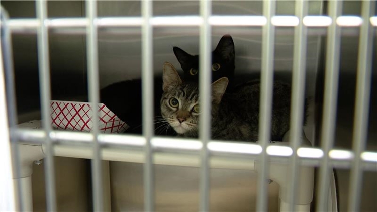 Pierce County woman charged with 11 counts of animal cruelty for ...