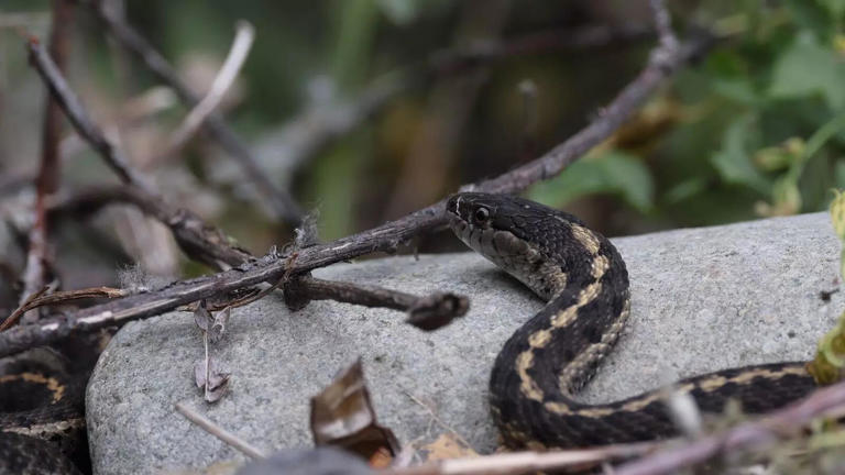 10 of the world’s smallest snakes that are often mistaken for worms