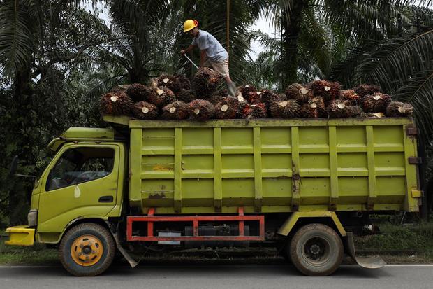 Harga Minyak Goreng Diprediksi Naik Pasca B50, Ini Perhitungan Analis CPO Global