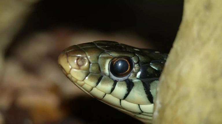 10 of the world’s smallest snakes that are often mistaken for worms