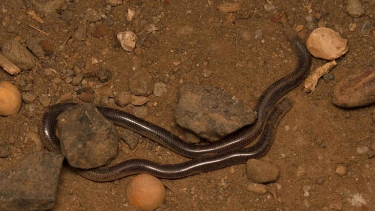 10 of the world’s smallest snakes that are often mistaken for worms