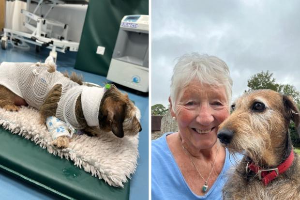 Dog left with 'devastating injuries' in hit and run makes 'remarkable ...