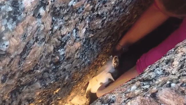 Couple Rescue Sea Turtle Stuck Between Rocks