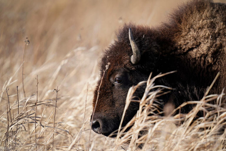 CPW accepting bison roster registrations