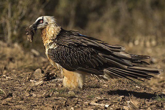 5 Fakta Menarik Burung Bearded Vulture, Pemakan Tulang dari Himalaya