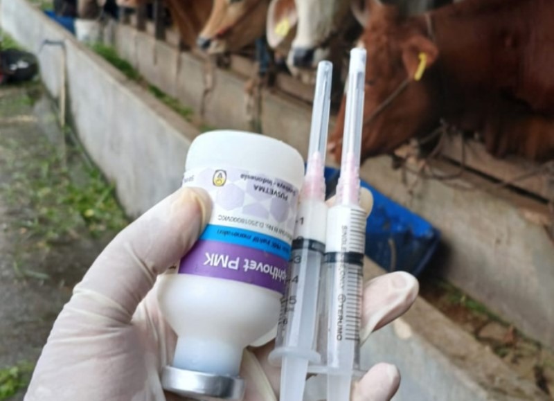 Distan Kobar Vaksinasi 750 Ternak Cegah PMK, Jaga Ketahanan Pangan