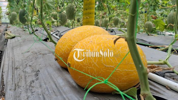 Petani Melon Sragen Kesulitan Pasarkan Hasil Panen, Harap Dibantu Program MBG