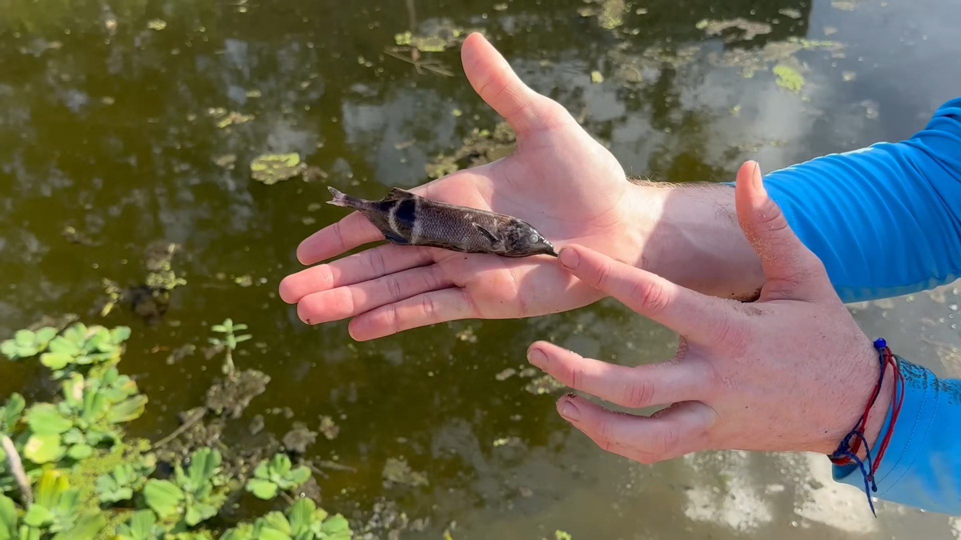 Saving fish from a deadly hidden tunnel