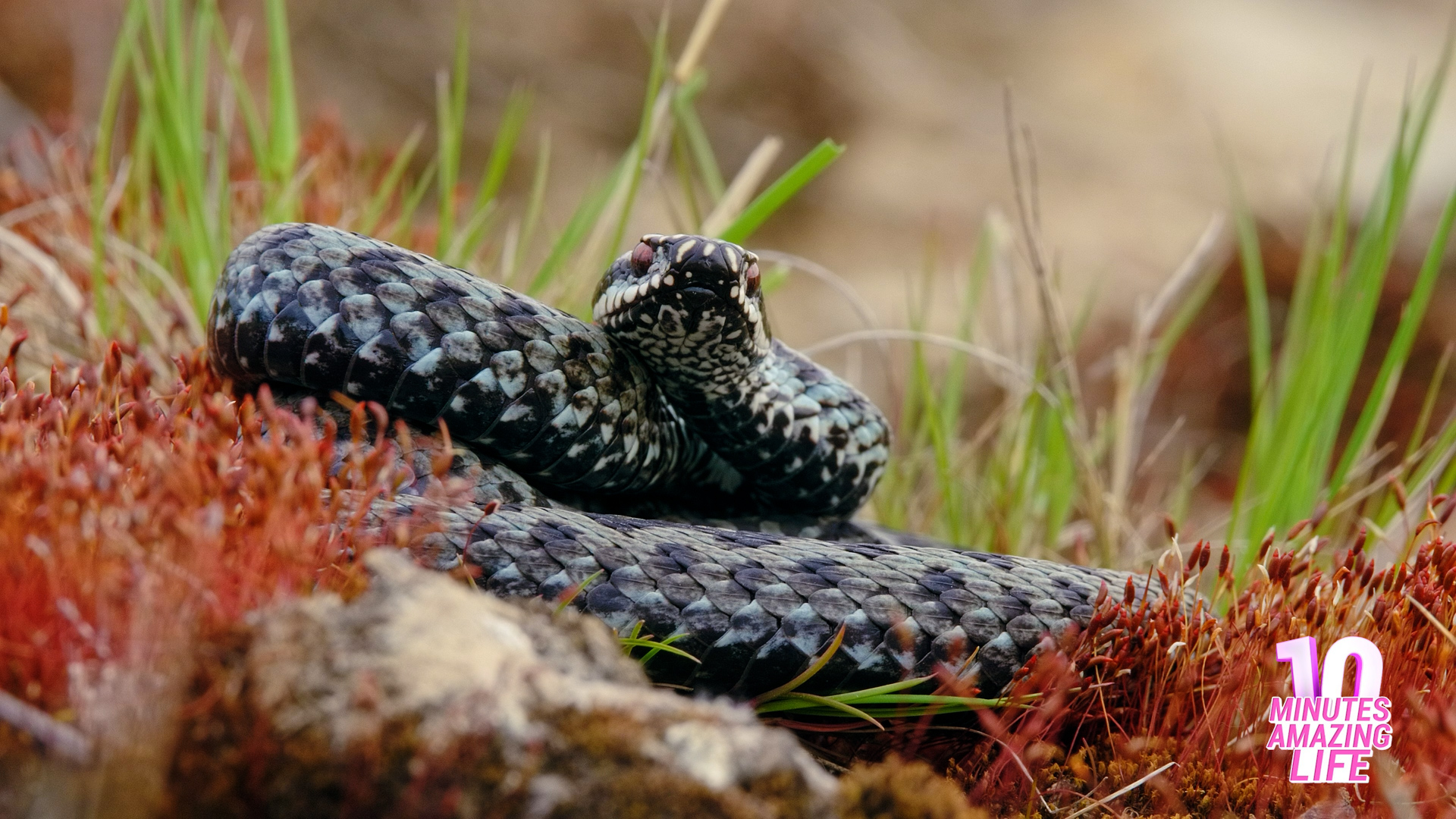 The European Adder Life on the Ground
