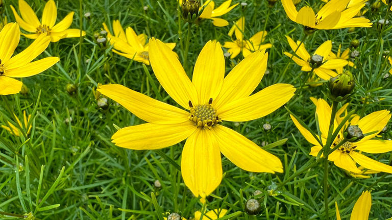 Don't Wait: Plant This Flowering Perennial In November For Cheery ...