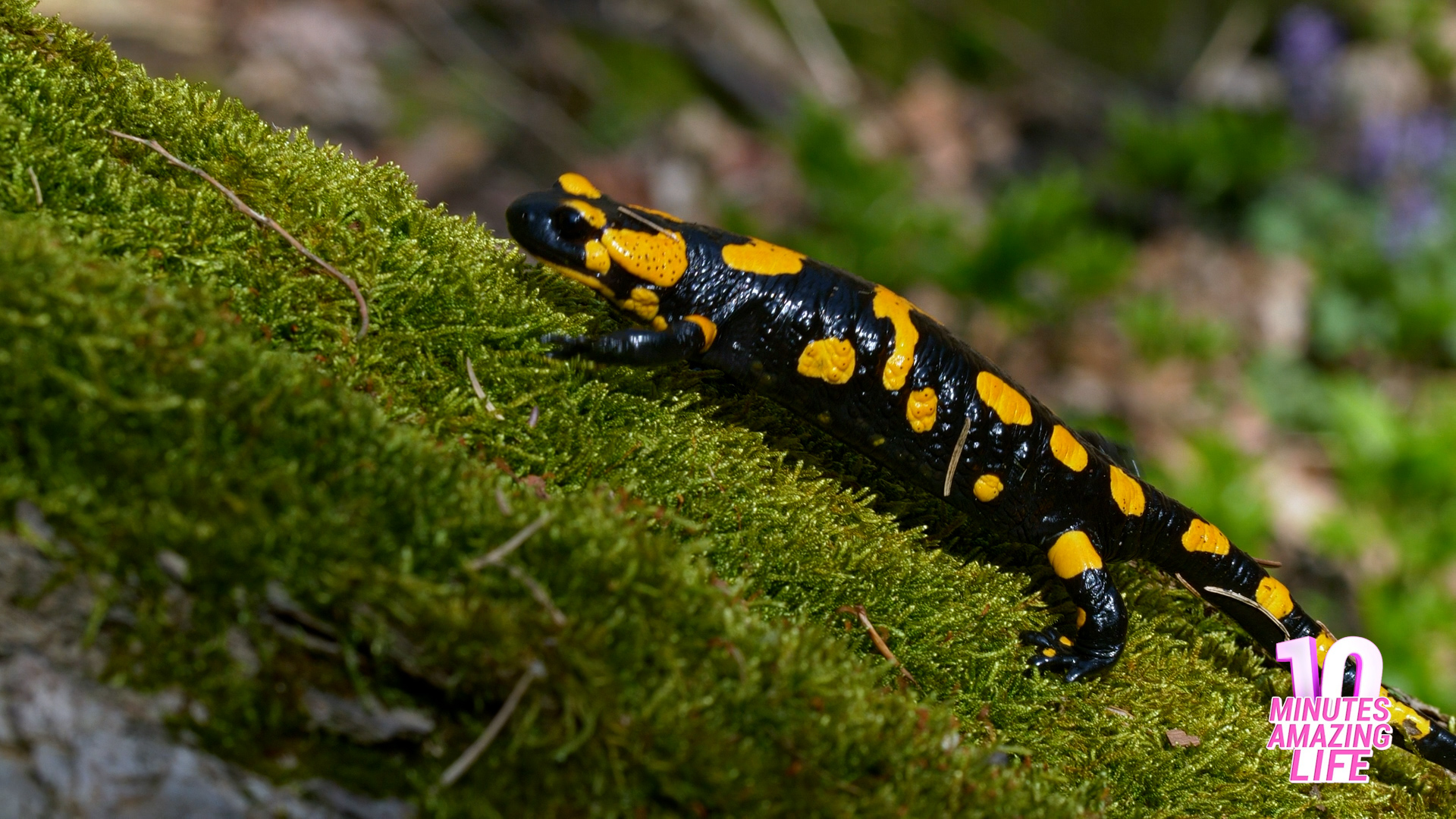 de-vuursalamander-een-natuurlijke-pracht