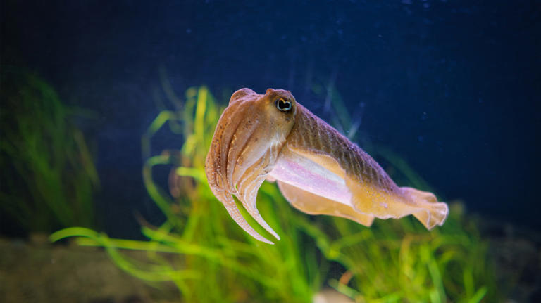 Scientists Gave Cephalopods A Cognitive Test (And They Passed)