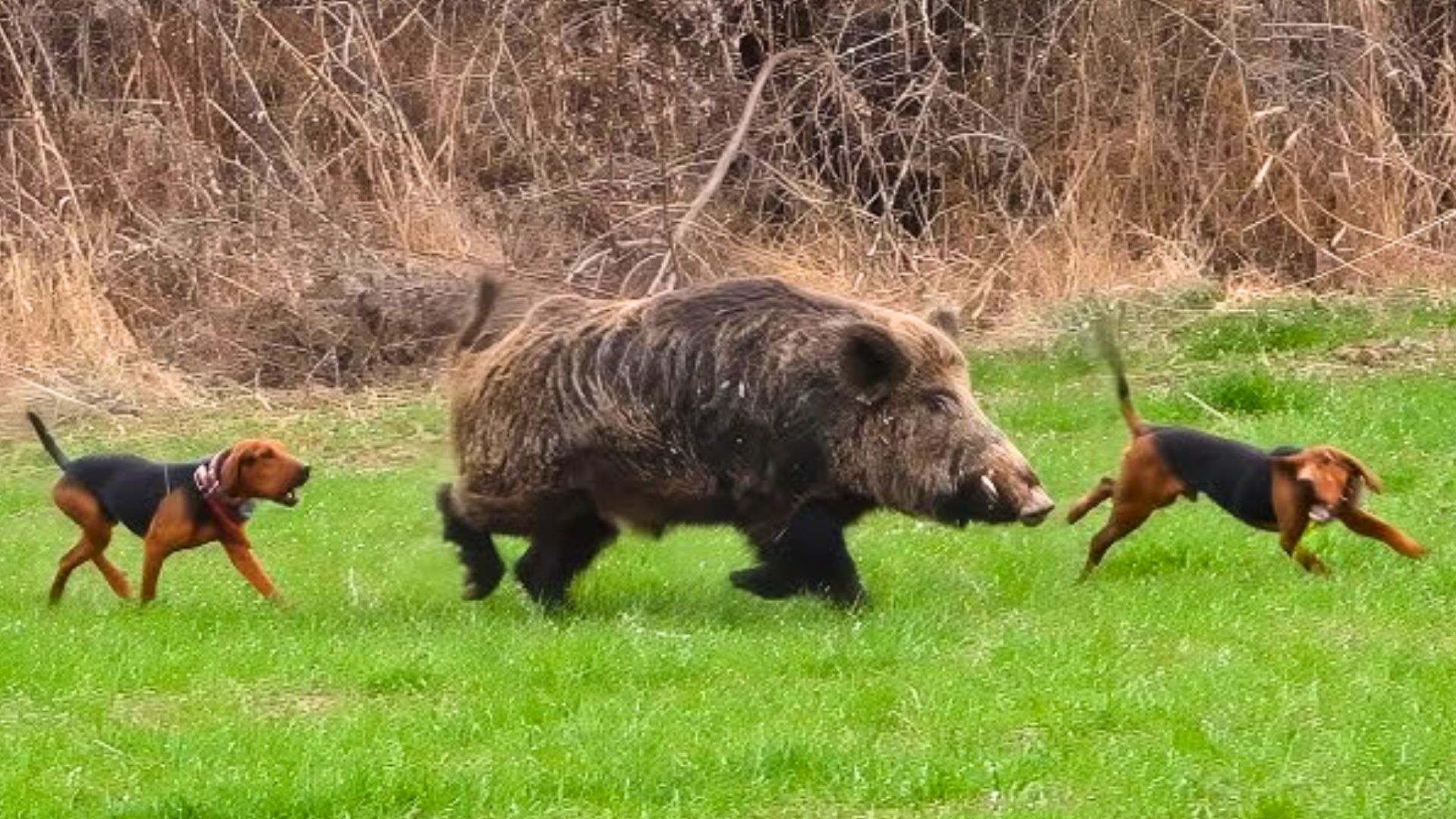 Rifles That Hog Hound Hunters Avoid Quietly