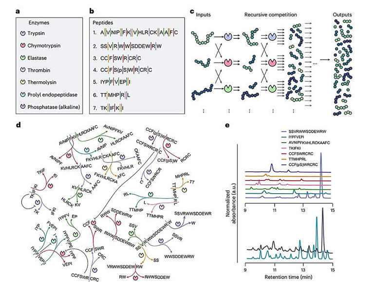 New enzyme network with competing peptides can make decisions based on ...