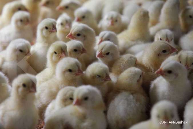 Danantara Siap Investasi di Peternakan Ayam, Ini Dampaknya pada Perusahaan Unggas