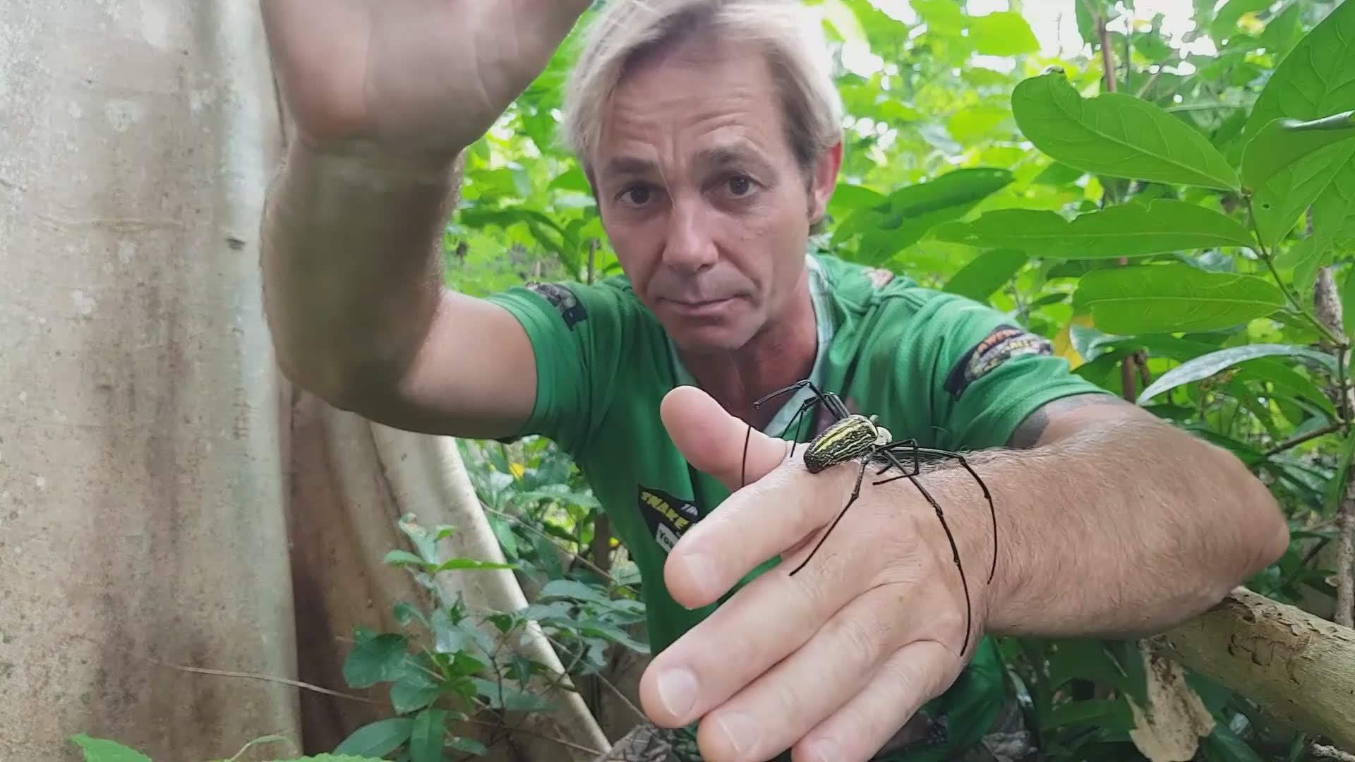 Encountering the massive golden orb weaver